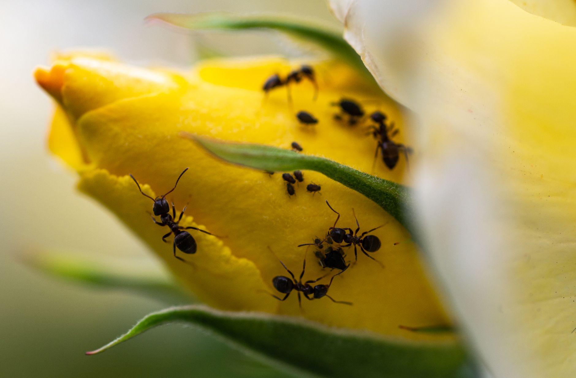 Anti-fourmis naturel et écologie du jardin : faire le tri entre gêne et utilité — plantes répulsives naturelles contre les fourmis