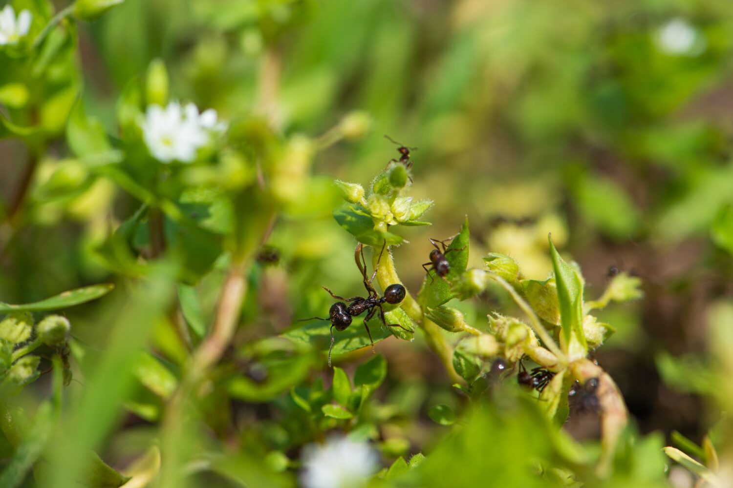 Anti-fourmis naturel, les astuces qui les éloignent vraiment