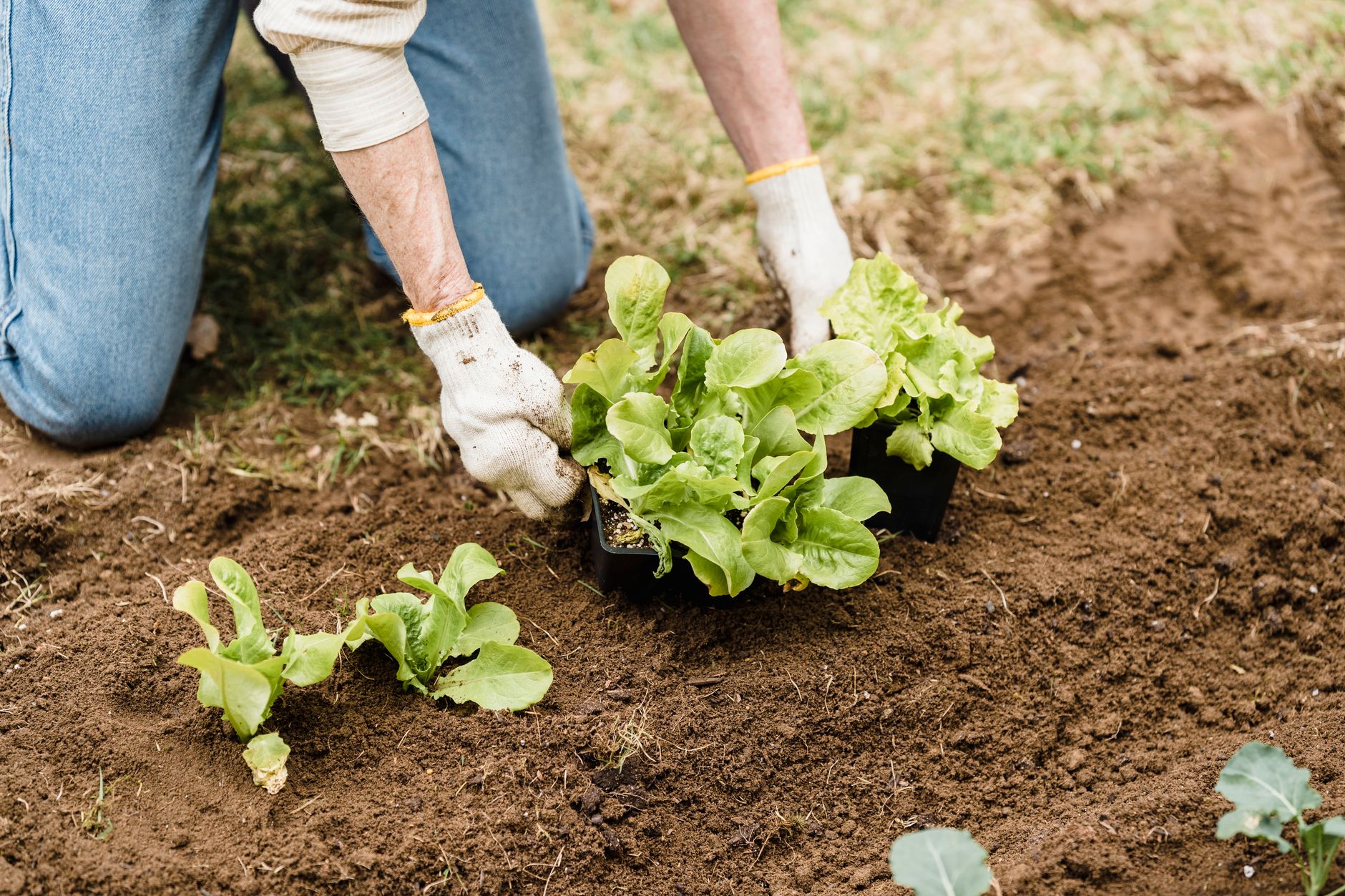 Calendrier de plantation des fruits et légumes : comprendre les saisons pour semer au bon moment — calendrier de plantation jardin potager