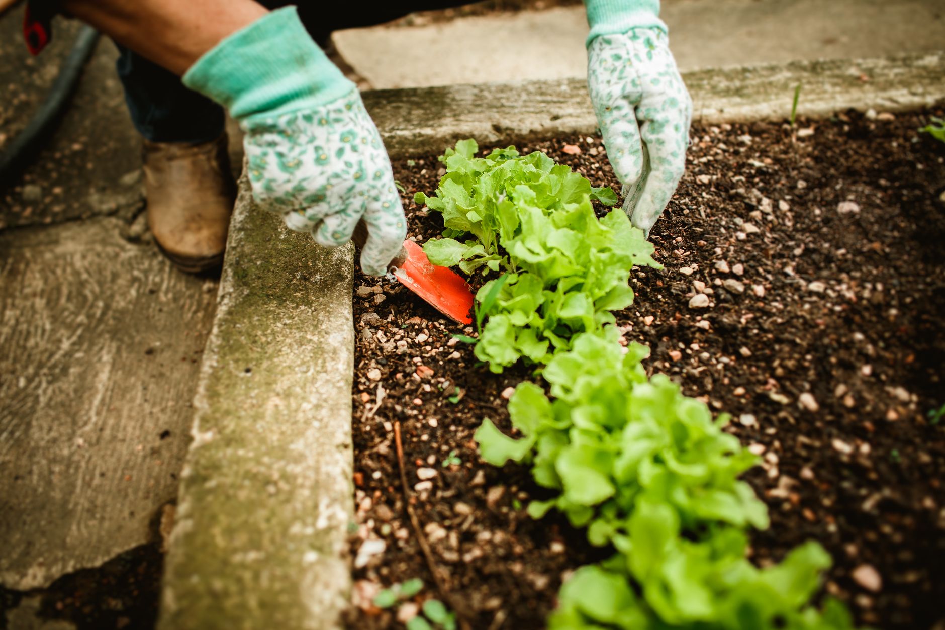 Calendrier de plantation des fruits — calendrier de plantation jardin potager