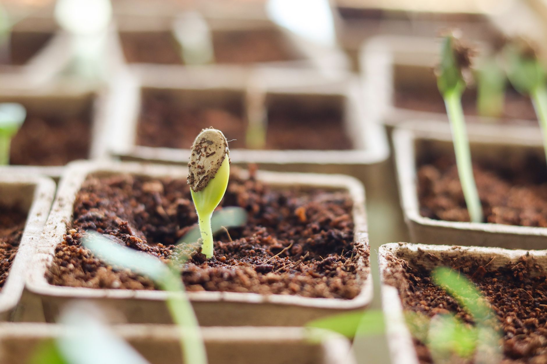 Combien de temps met un semis de courgette à lever selon les conditions réelles du jardin — semis de courgettes en jardin