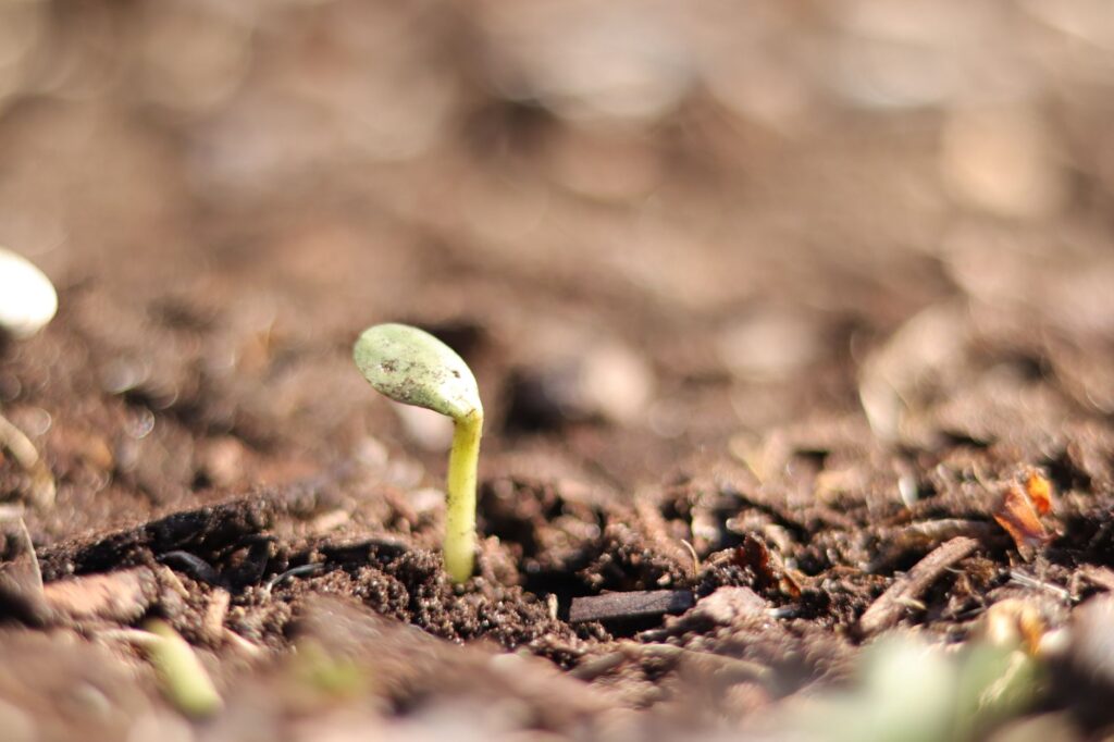 Combien de temps met un — semis de courgettes en jardin