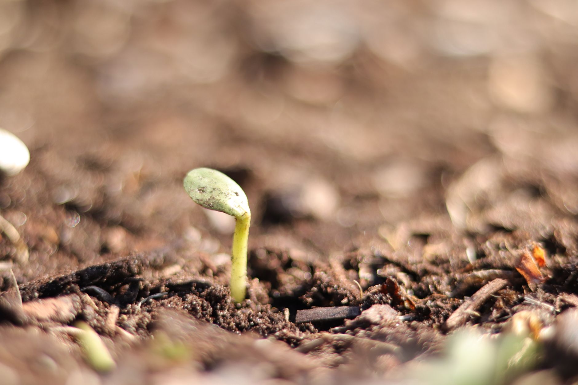 Combien de temps met un — semis de courgettes en jardin
