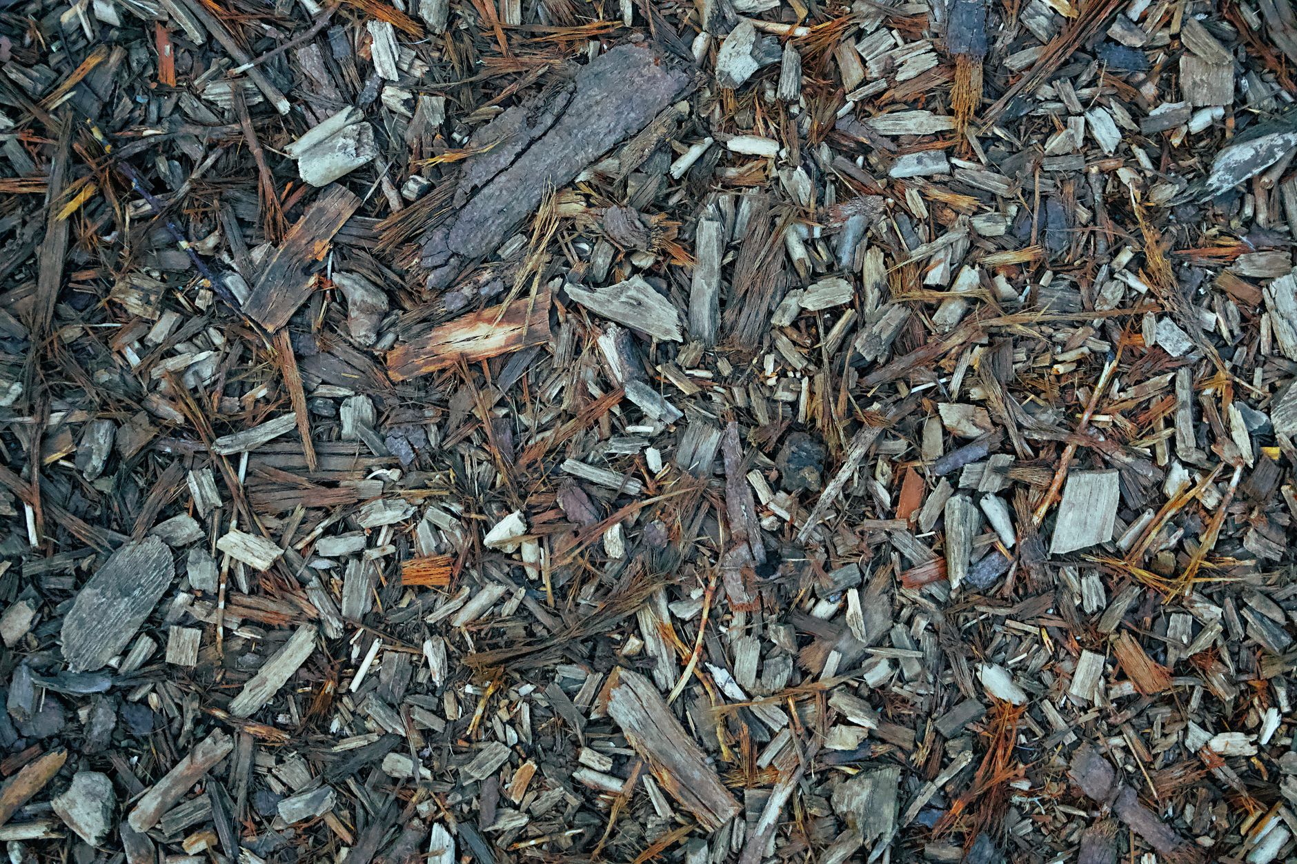 Où trouver du paillage gratuit dans son propre jardin sans rien acheter — paillage organique dans le jardin
