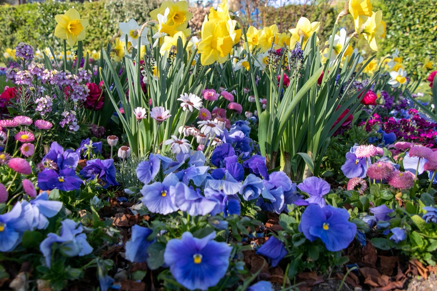 Jardin fleuri au printemps