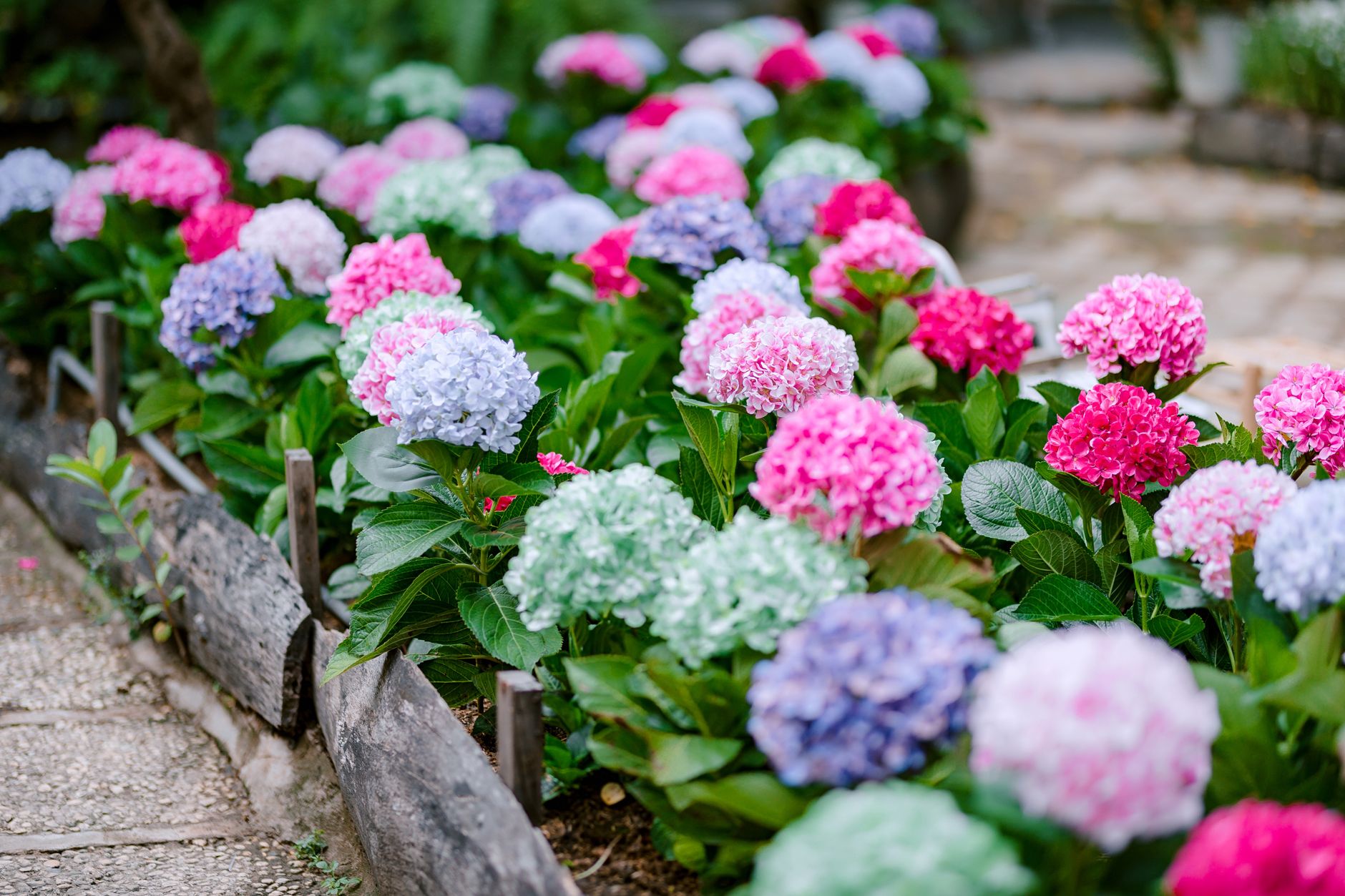 Bouturer un hortensia dans l’eau : méthode détaillée, avantages et limites réelles — boutures d'hortensia dans l'eau et la terre