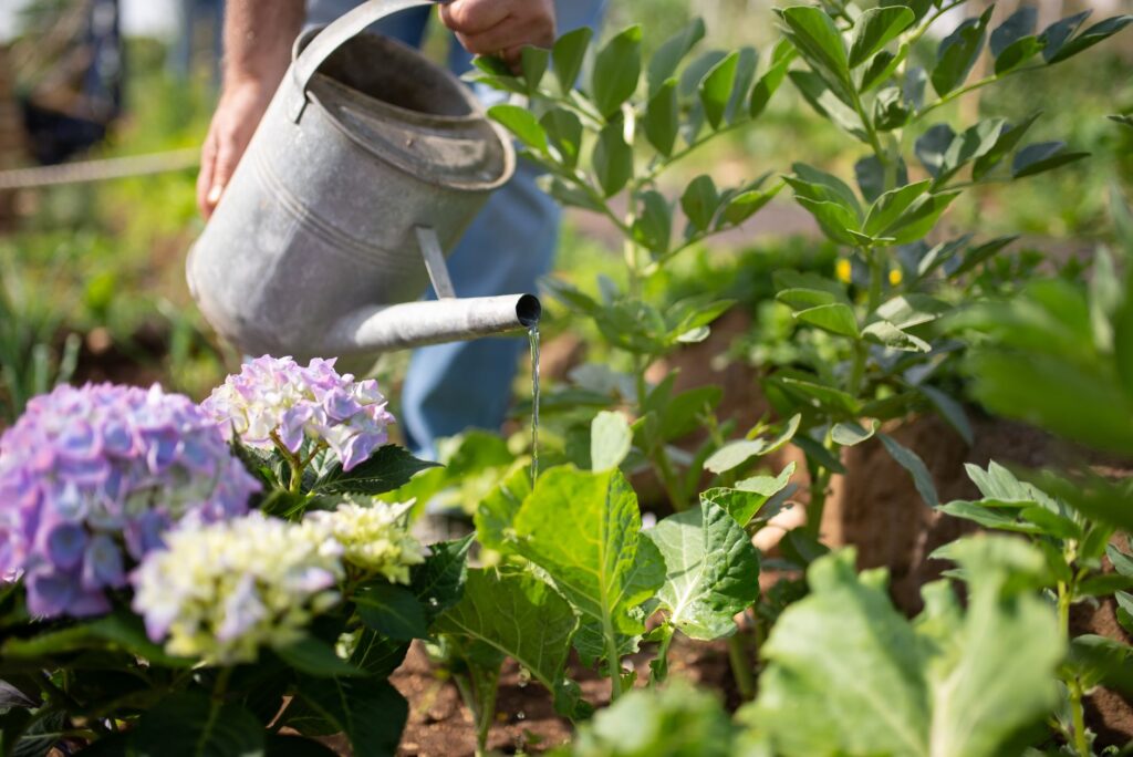 Bouturer un hortensia, dans l'eau — boutures d'hortensia dans l'eau et la terre
