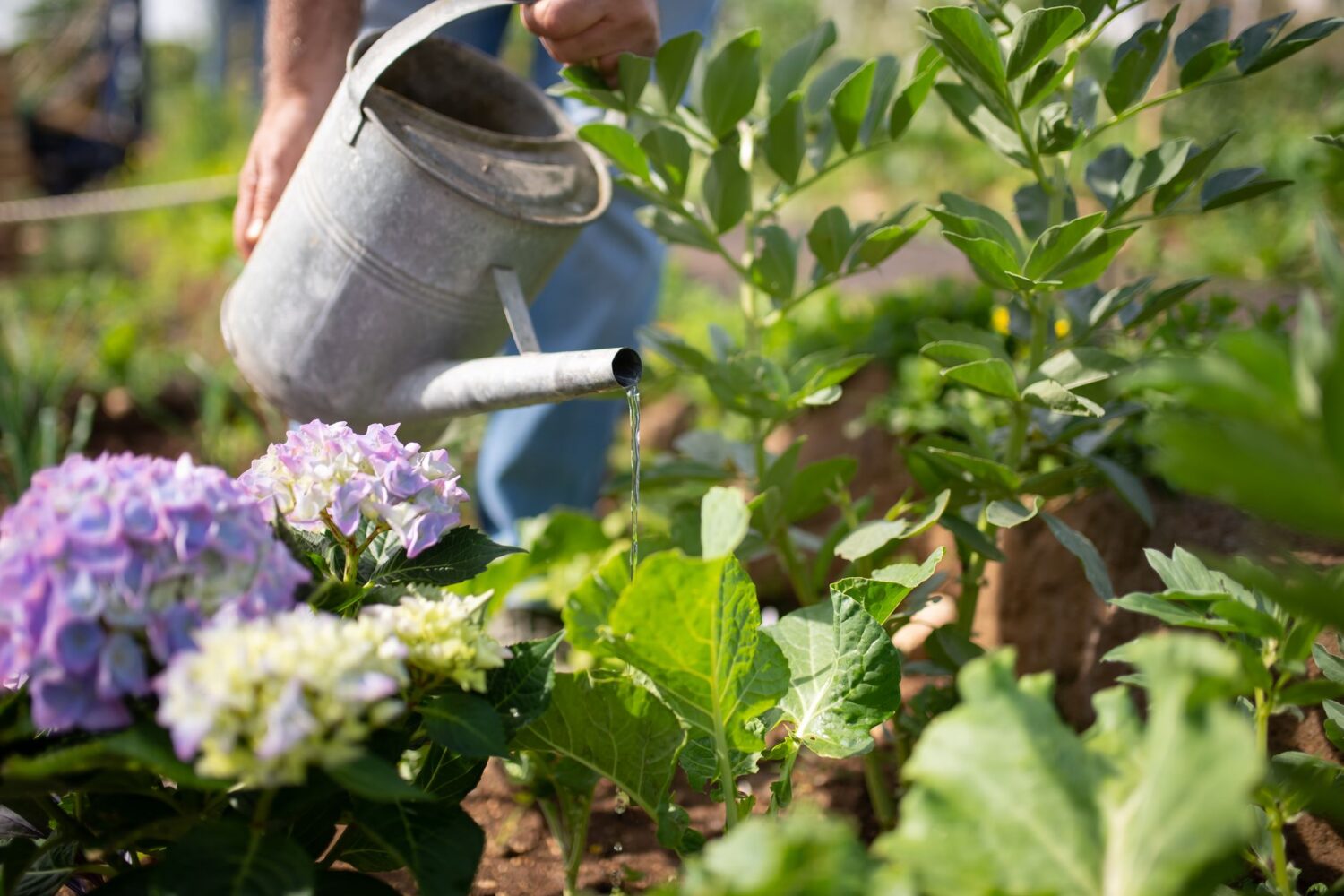Bouturer un hortensia, dans l&rsquo;eau ou directement en terre