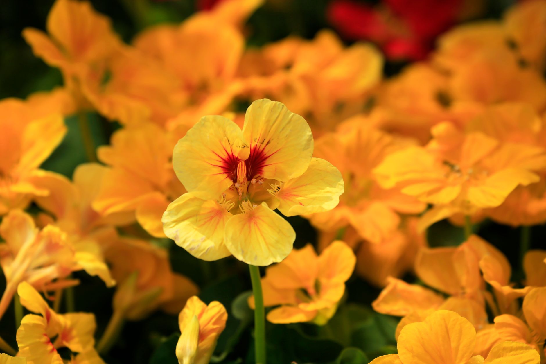 Semis de capucine au potager : quand, où et comment procéder pour bien démarrer — fleurs de capucine orange jardin