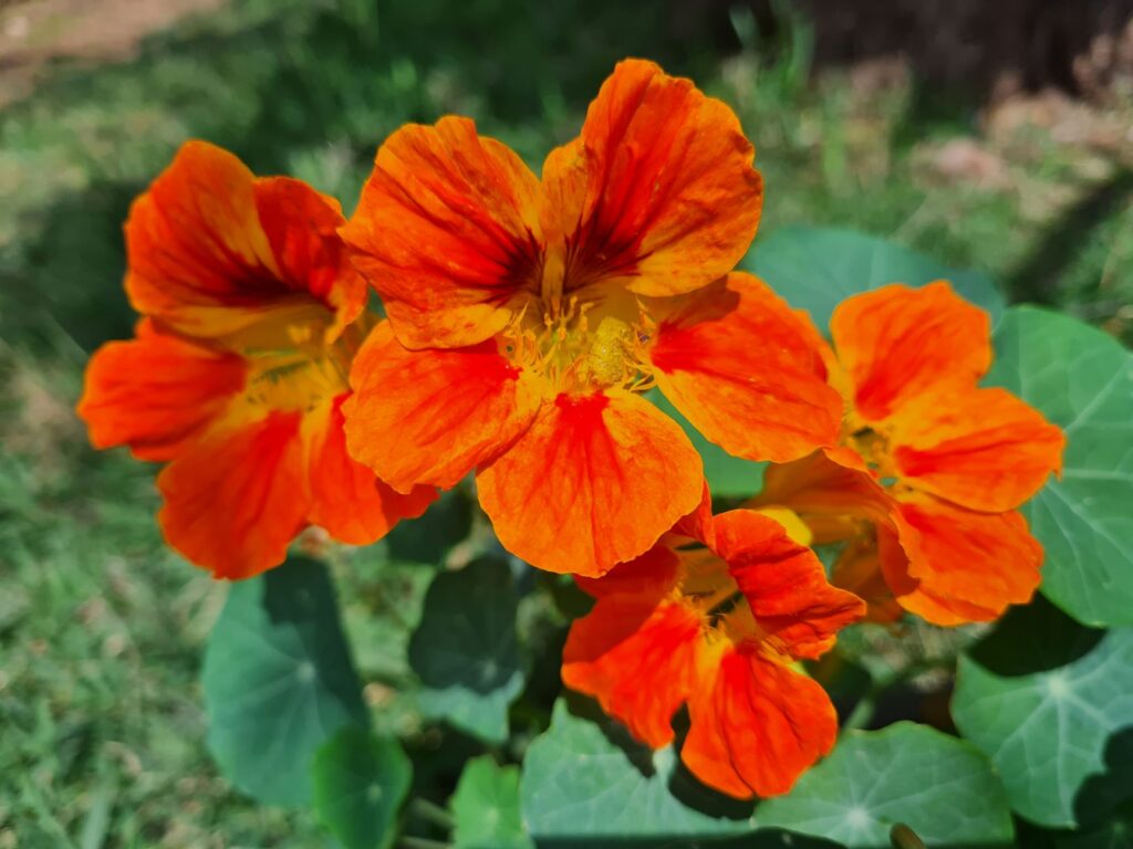 Capucine semis, floraison et usages — fleurs de capucine orange jardin