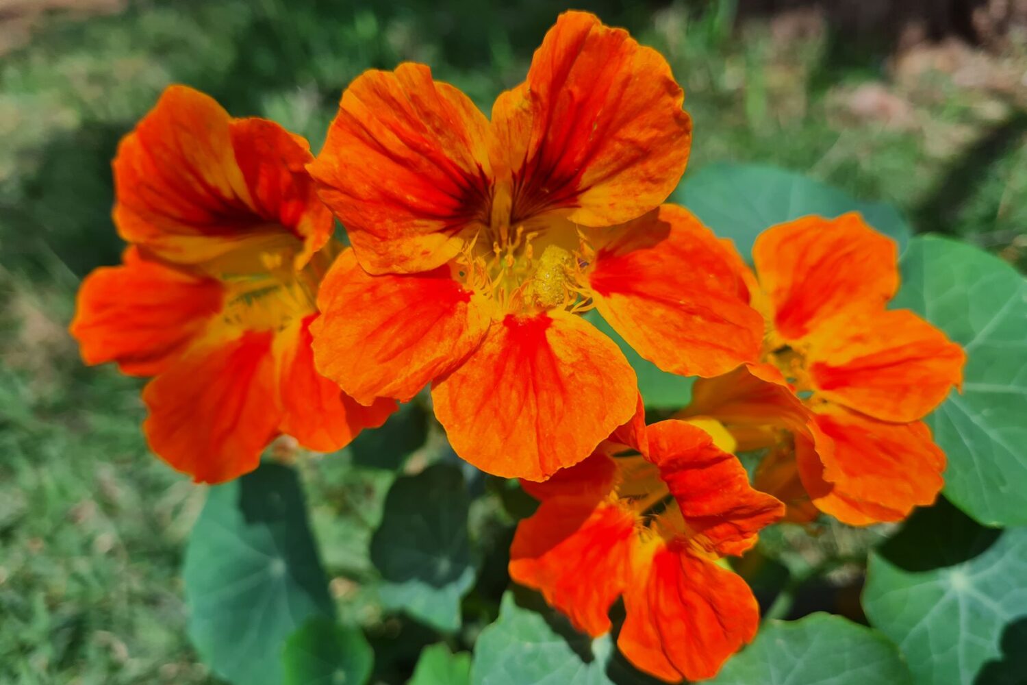 Capucine : semis, floraison et usages au potager