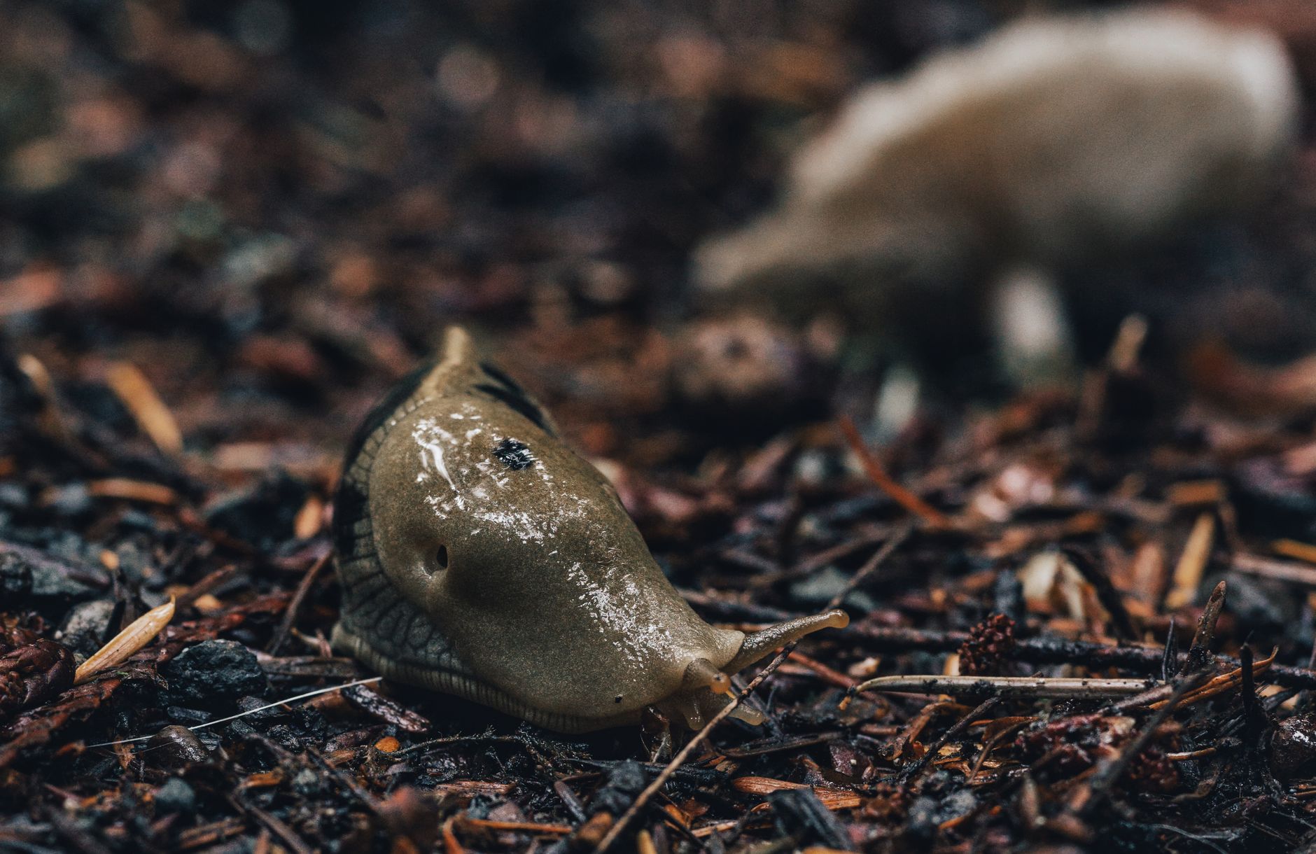 Hermaphrodisme des limaces et anatomie reproductive : la base pour comprendre leur reproduction — limaces accouplement jardin sol