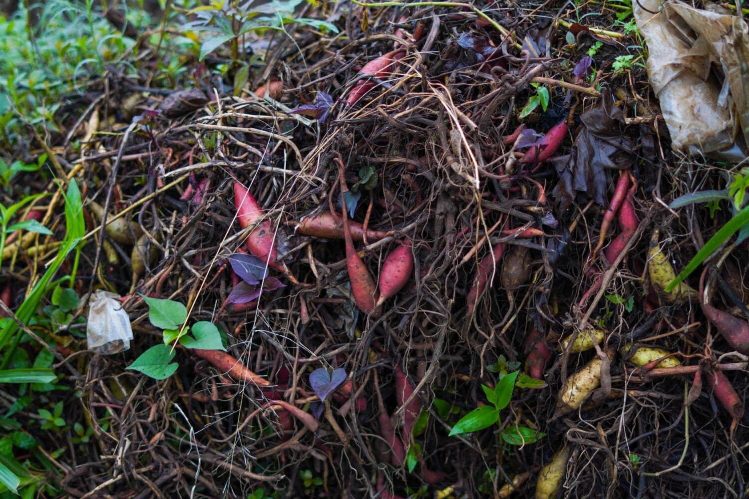 Composter sans bac ni composteur : les méthodes qui marchent