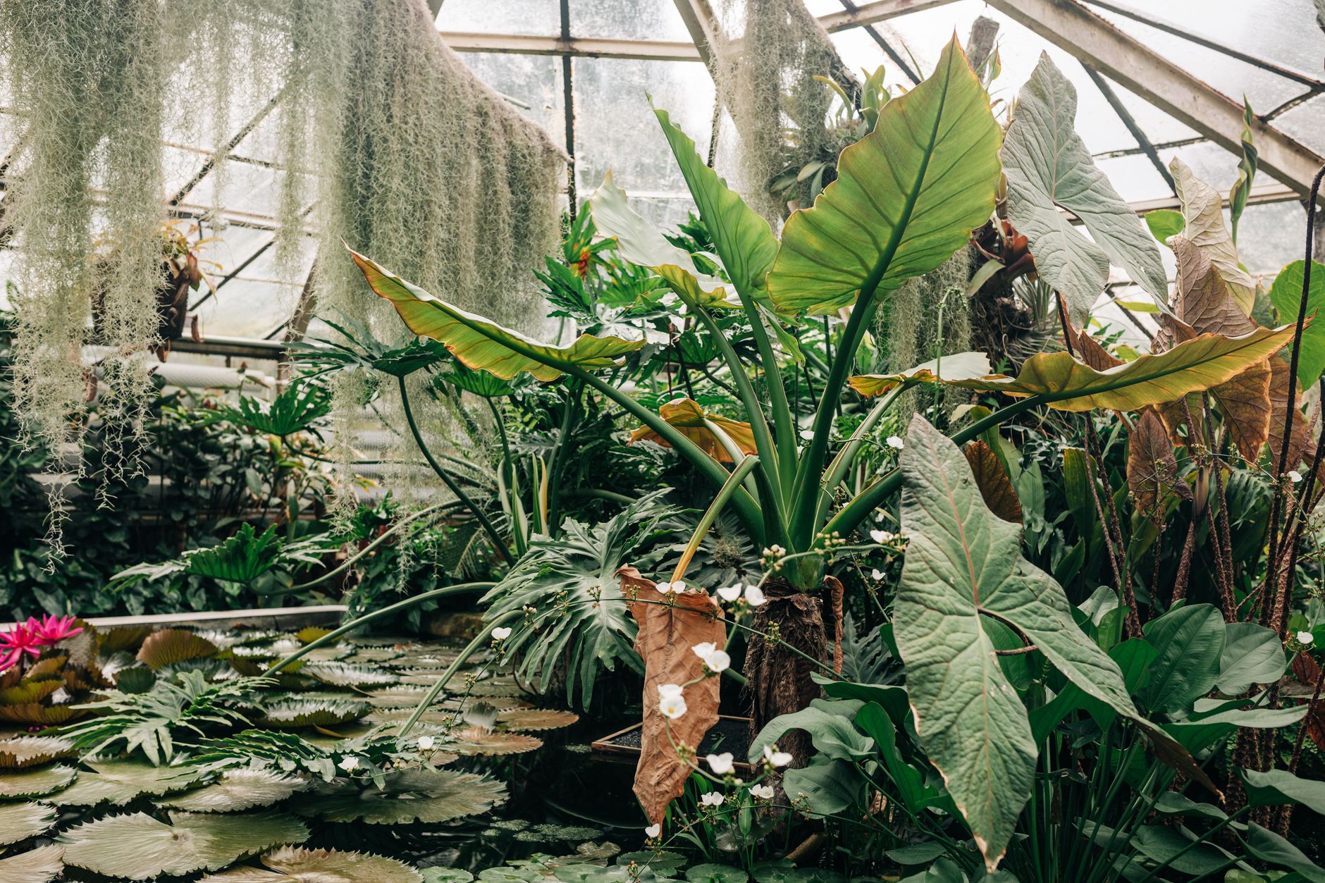Créer un jardin exotique sous nos climats : comprendre le climat tempéré et poser les bases — jardin tropical sous climat tempéré