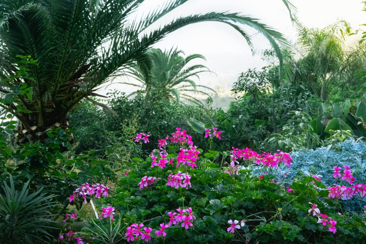 Créer un jardin exotique sous nos climats
