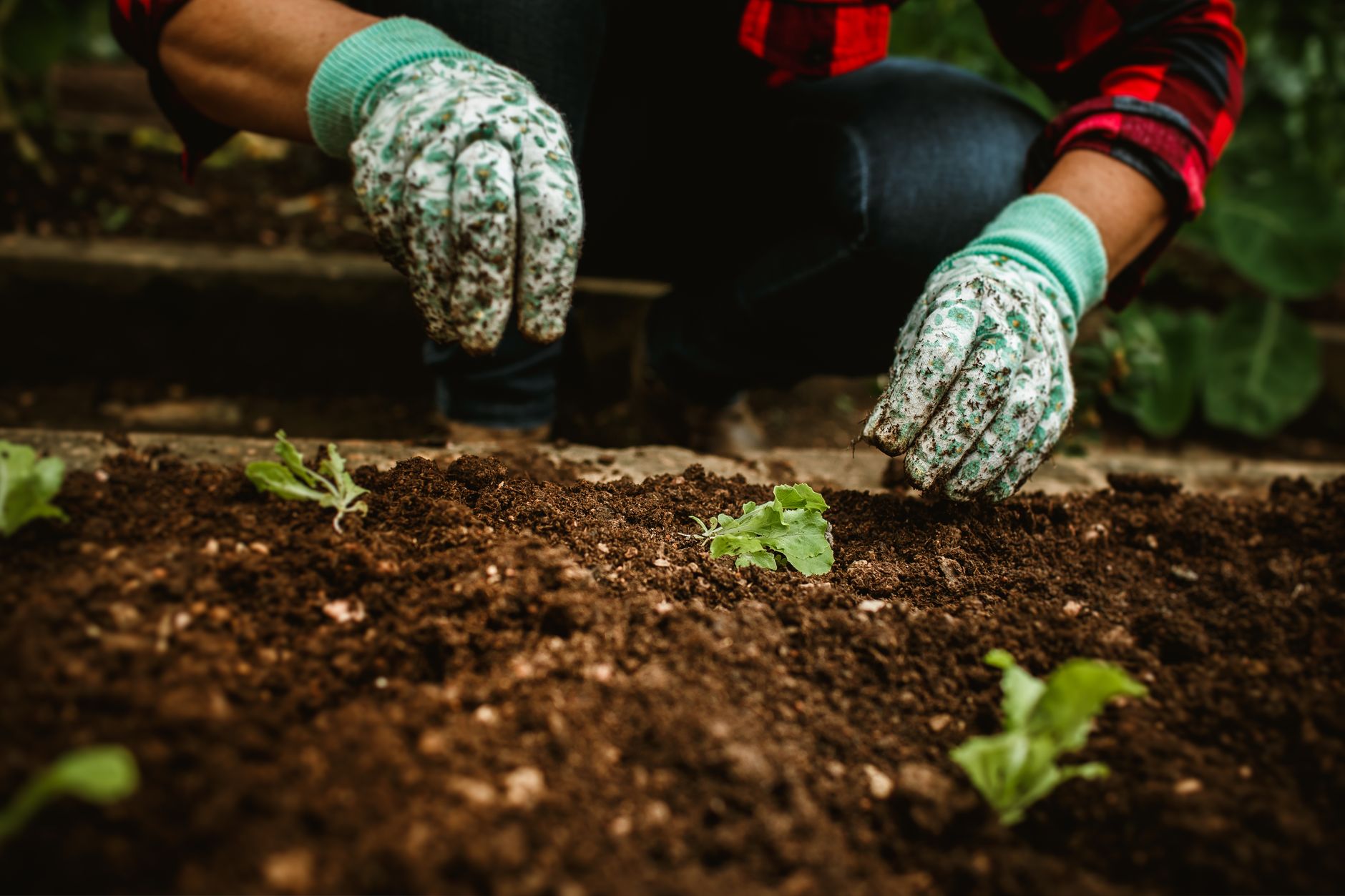 Comprendre les cycles lunaires pour jardiner avec la lune sans se tromper — jardinage calendrier lunaire légumes