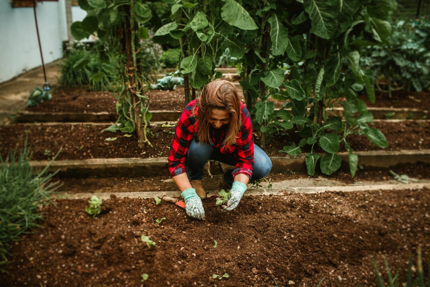 Jardiner avec la lune : lire le calendrier lunaire du potager