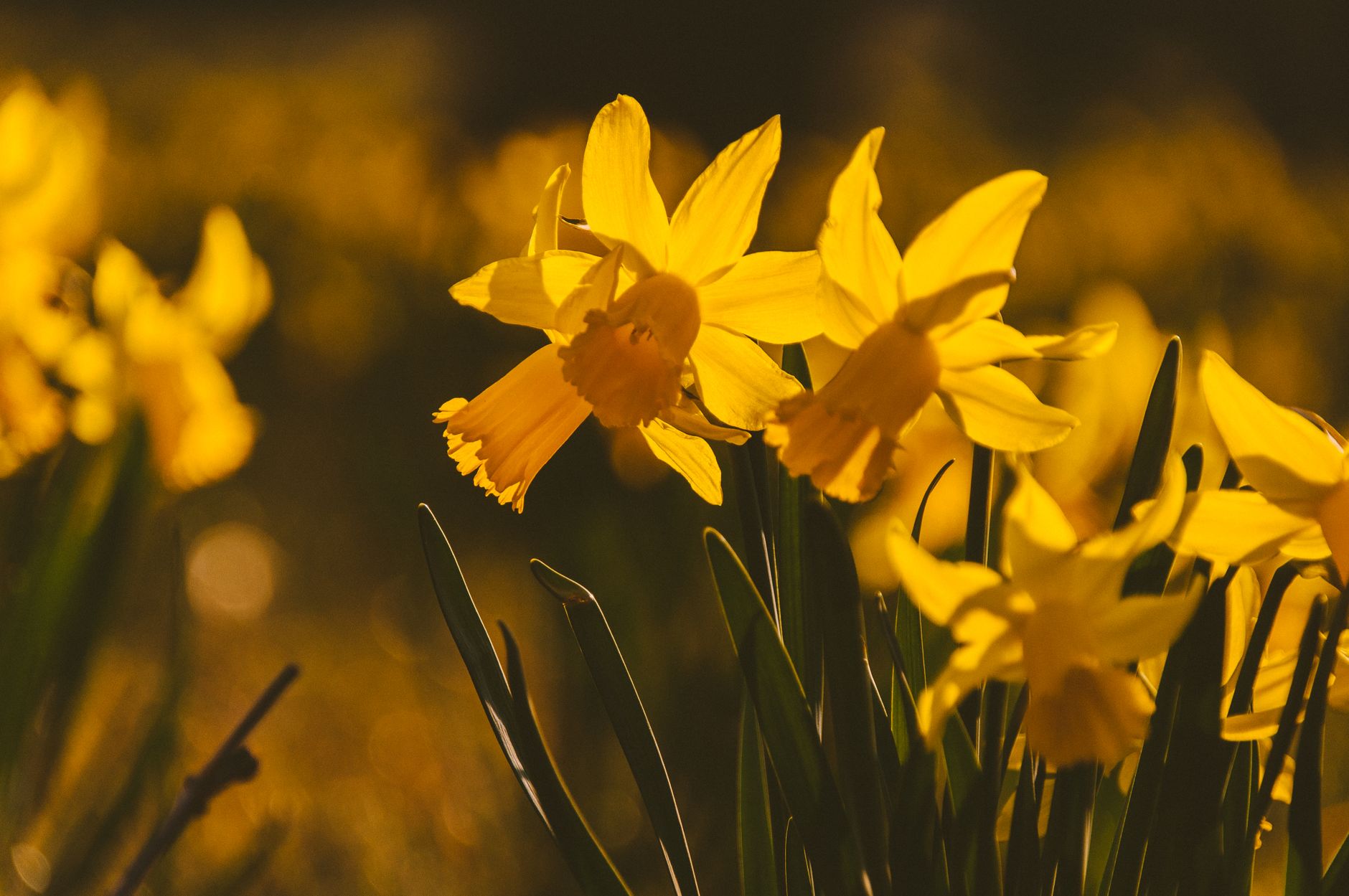 Narcisse ou jonquille : bien comprendre la plante avant la plantation — jonquilles jaunes en fleurs dans le jardin