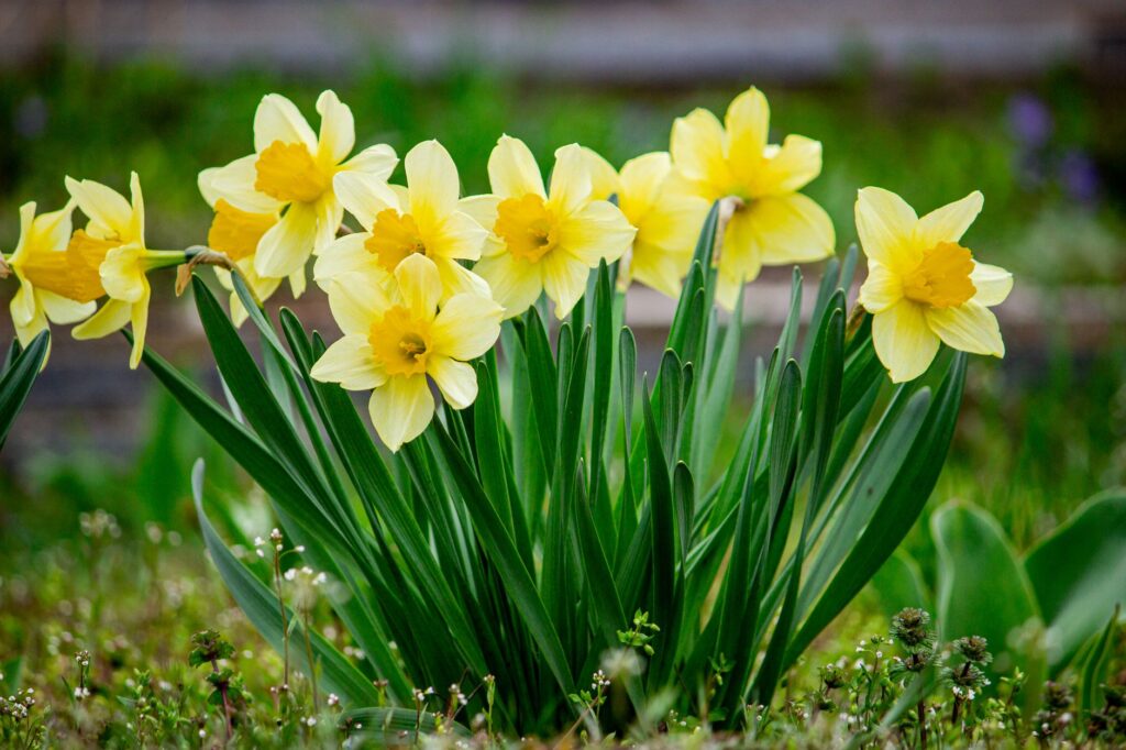 Le narcisse (ou jonquille) plantation, — jonquilles jaunes en fleurs dans le jardin