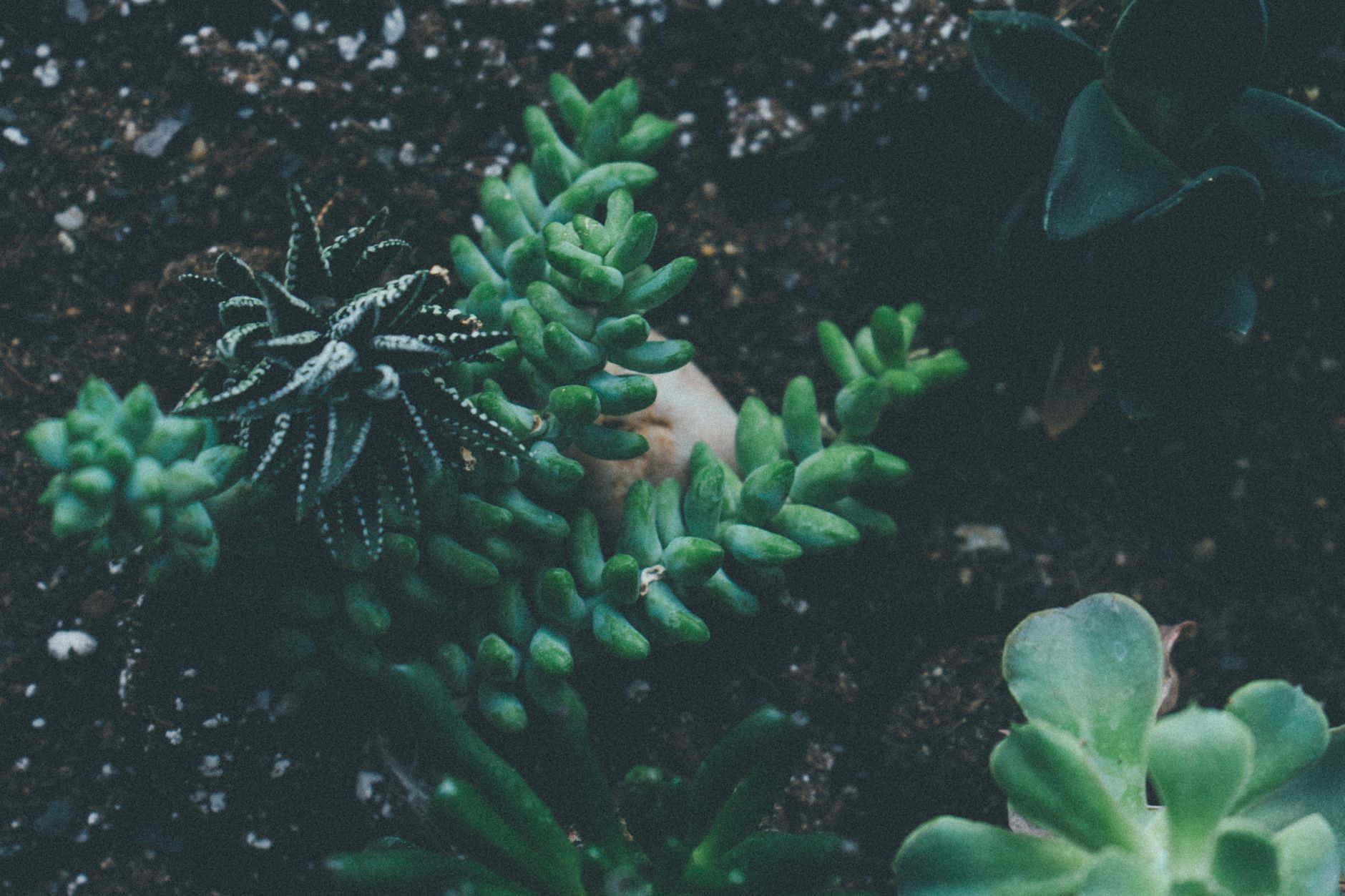 Marc de café et plantes du jardin : composition, effets réels et idées reçues — marc de café dans le sol du jardin