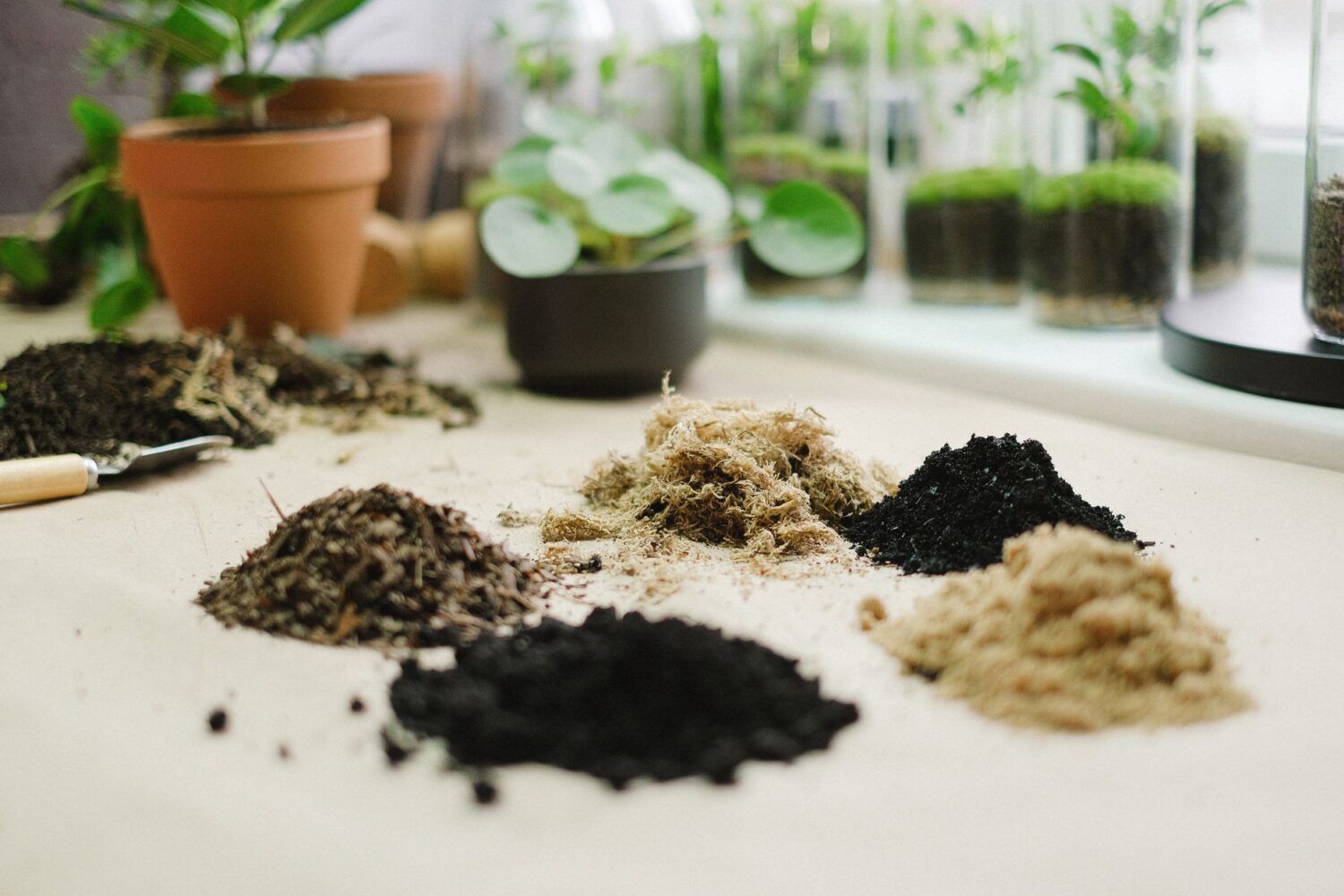 Marc de café dans les plantes : bienfaits, limites et bon usage