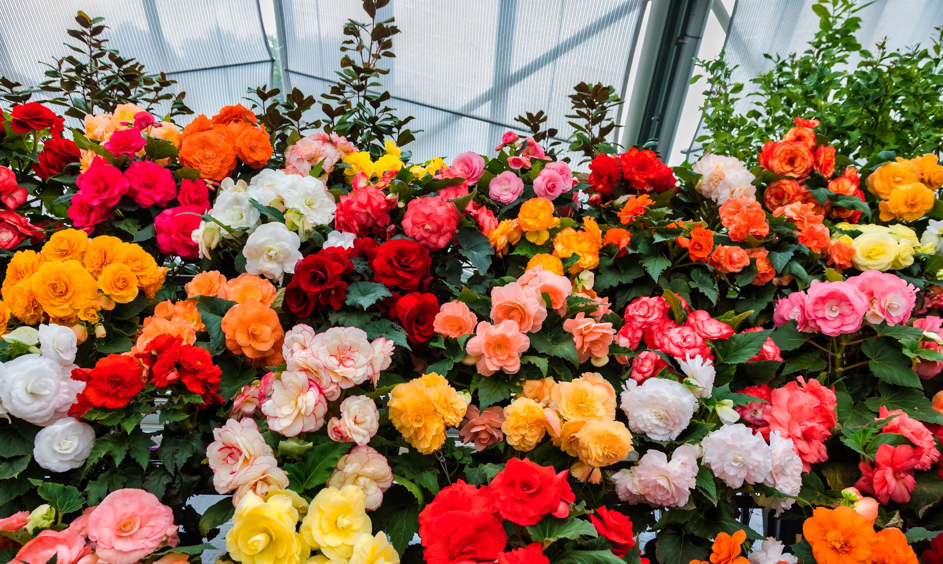 Noms de fleurs incontournables au jardin d’ornement — variété de fleurs colorées au jardin