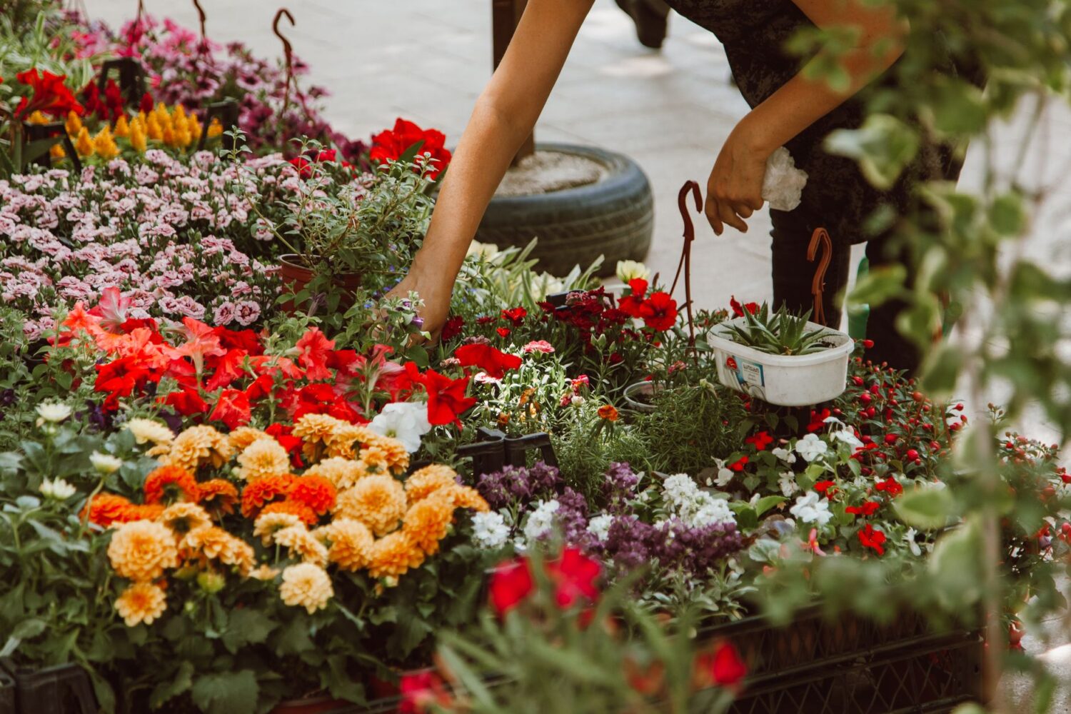 Noms de fleurs : le répertoire illustré des plus courantes