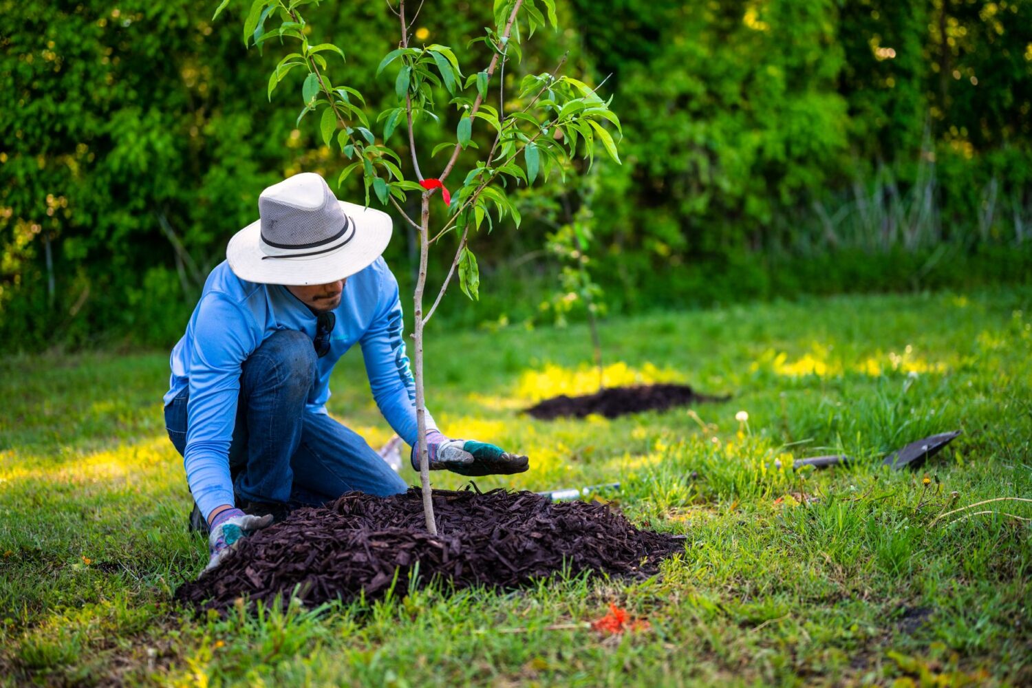 Quand enlever le paillage du potager ?
