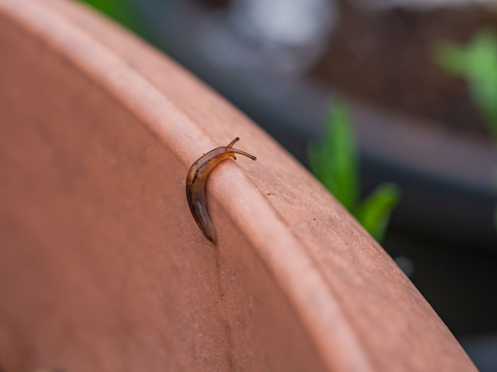 Que mangent vraiment les limaces au potager et au jardin ? — limace mangeant des plantes de jardin