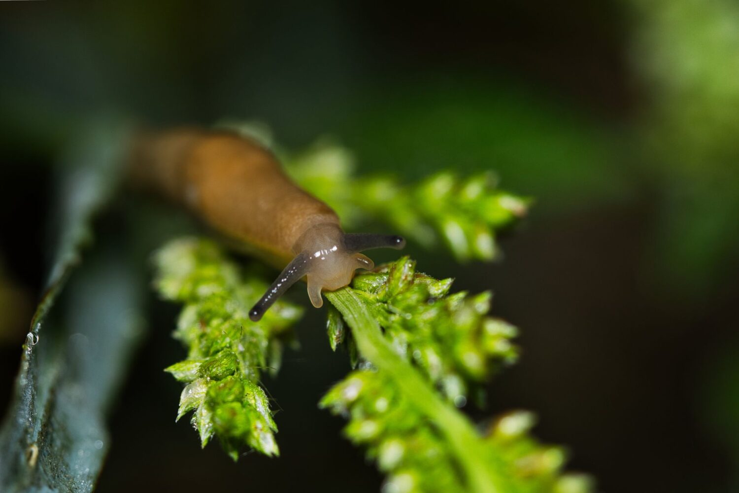 Que mangent les limaces et comment protéger le potager ?