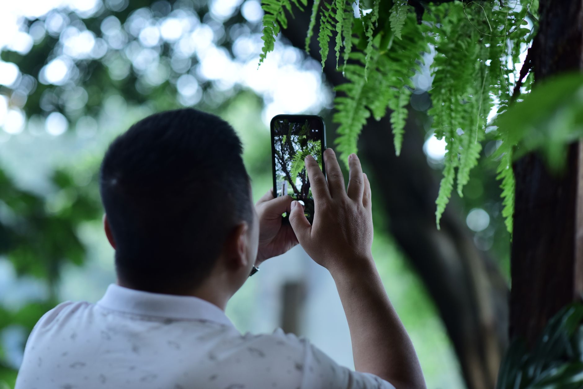 Reconnaissance de plante avec son smartphone : comment fonctionnent vraiment les applications mobiles — application identification plante smartphone