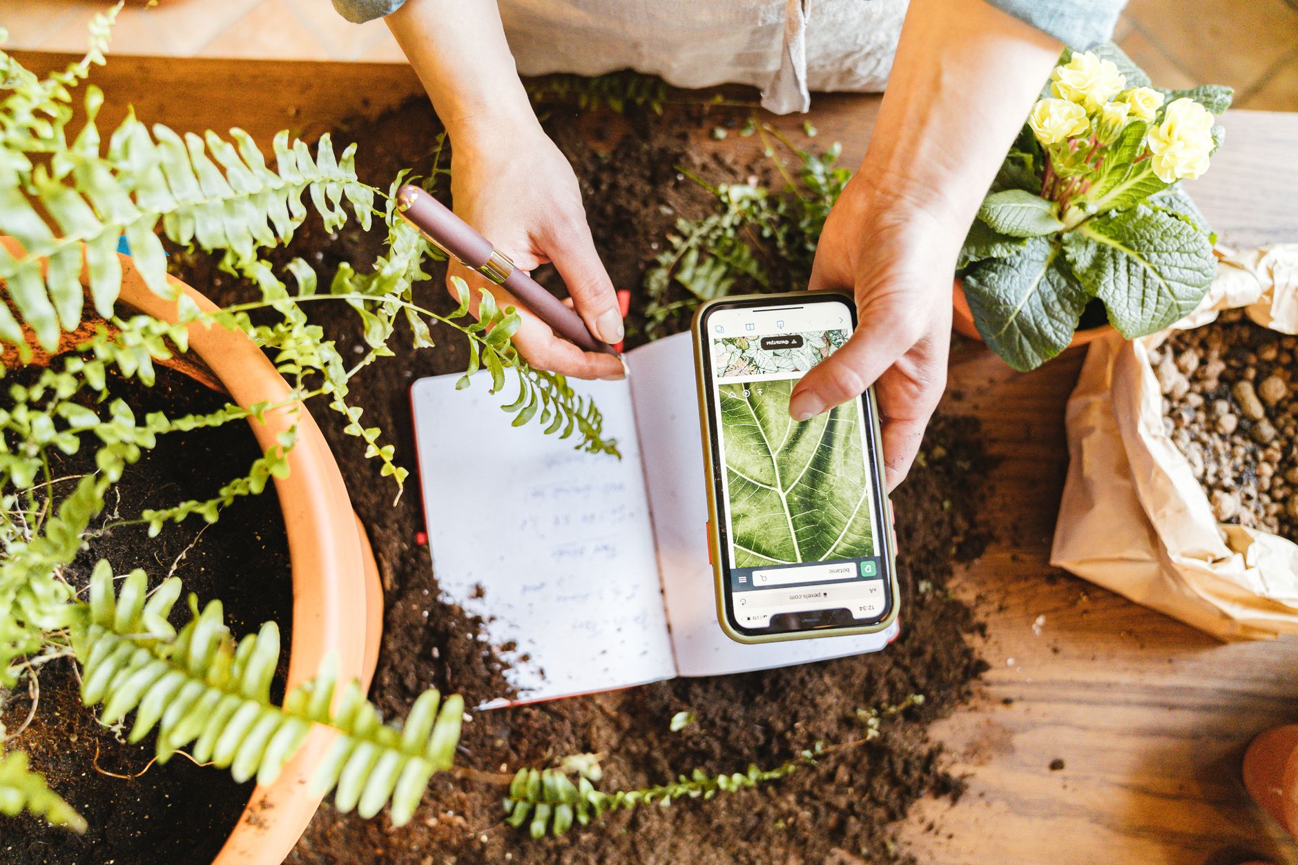 Reconnaître une plante les applis — application identification plante smartphone