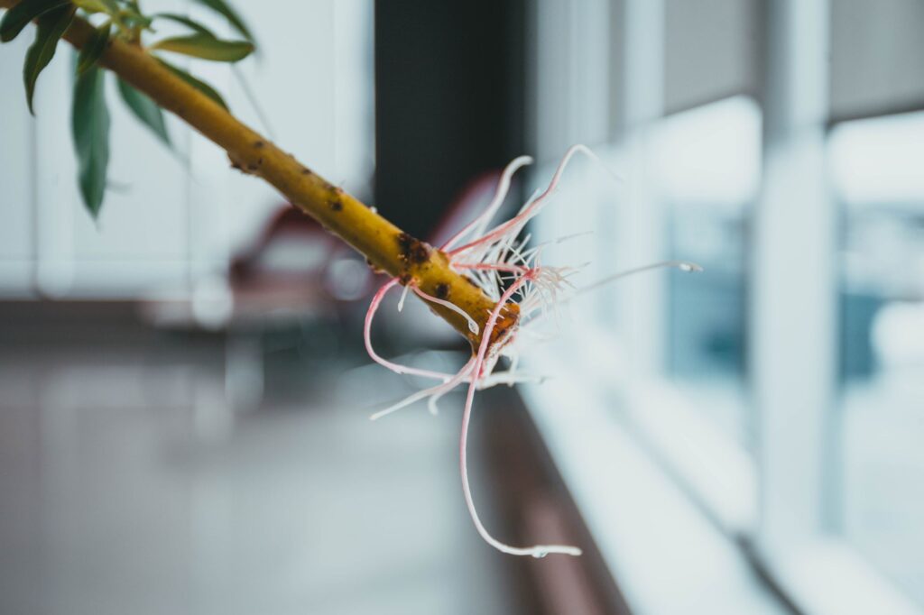 Réussir la bouture d'un oranger — méthode de bouturage d'oranger