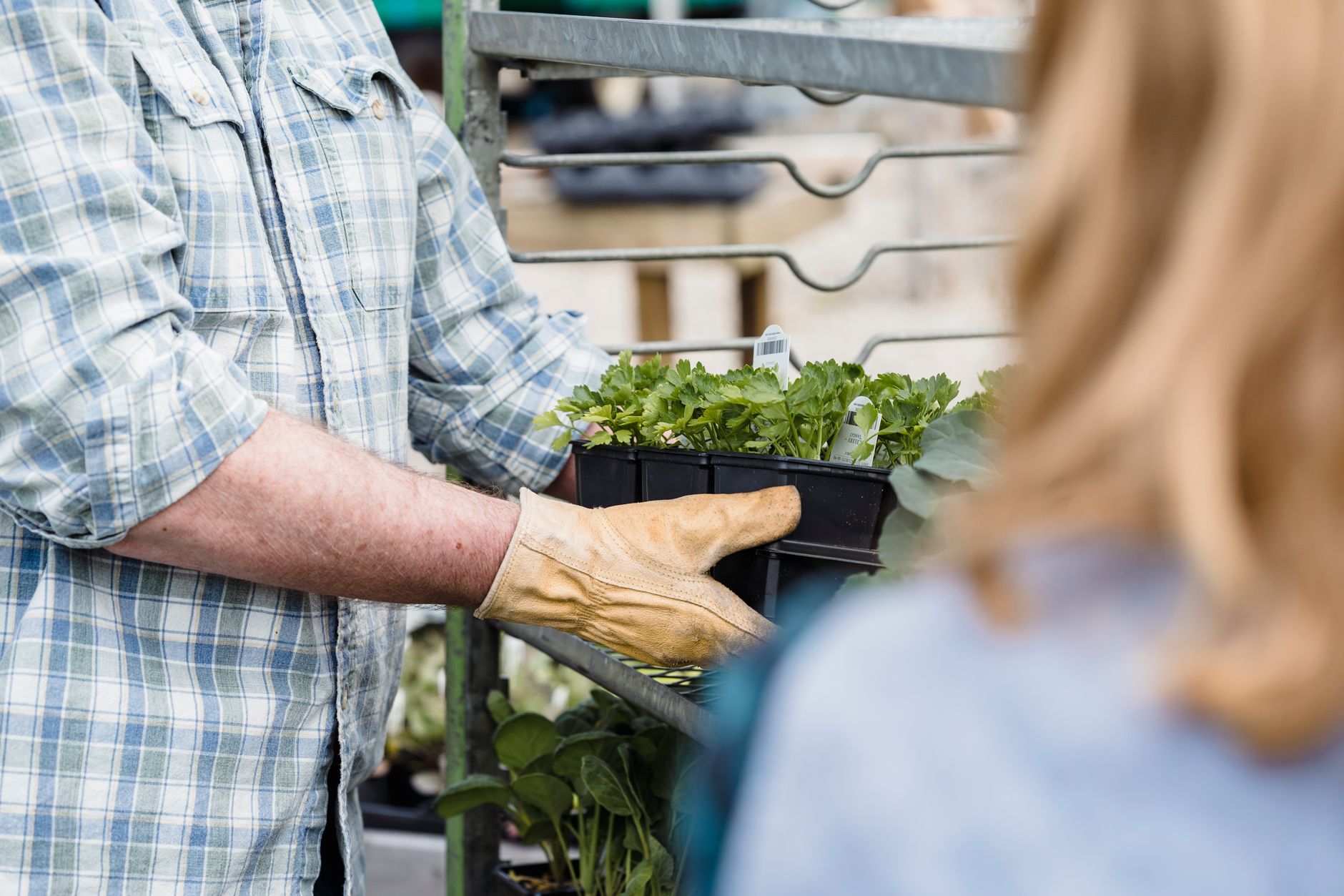 Semis de salade en godet : contrôler la germination et gagner du temps — semis de salade en godets jardin