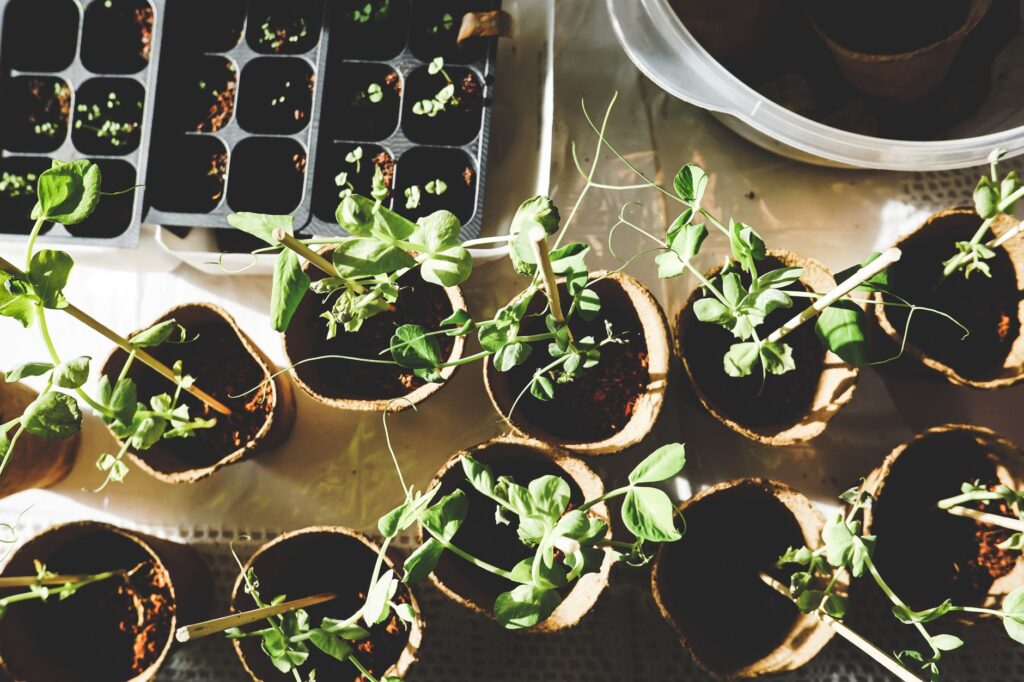 Réussir ses semis de salade, — semis de salade en godets jardin