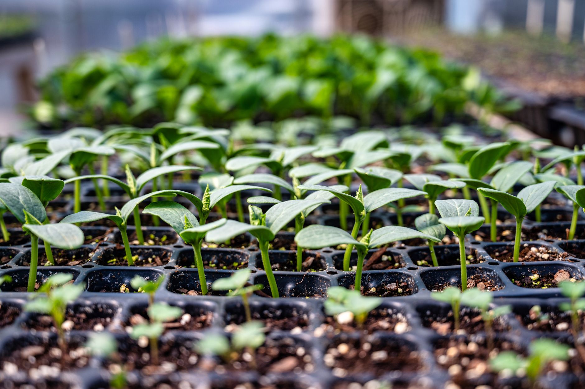 Semis de légumes en barquettes : méthode simple pour démarrer de nombreuses variétés — barquettes de semis de légumes