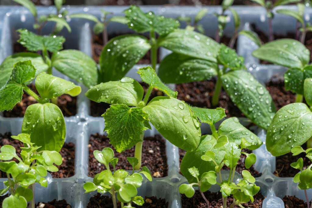Semis de légumes comment les — barquettes de semis de légumes