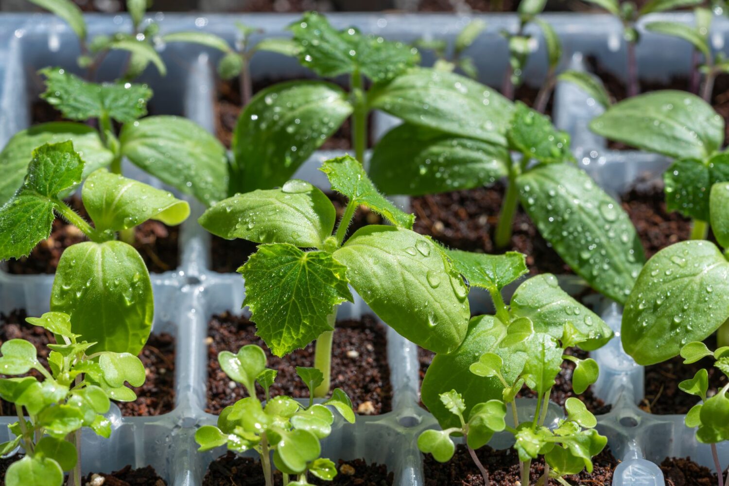 Semis de légumes : comment les réussir, de la graine au plant