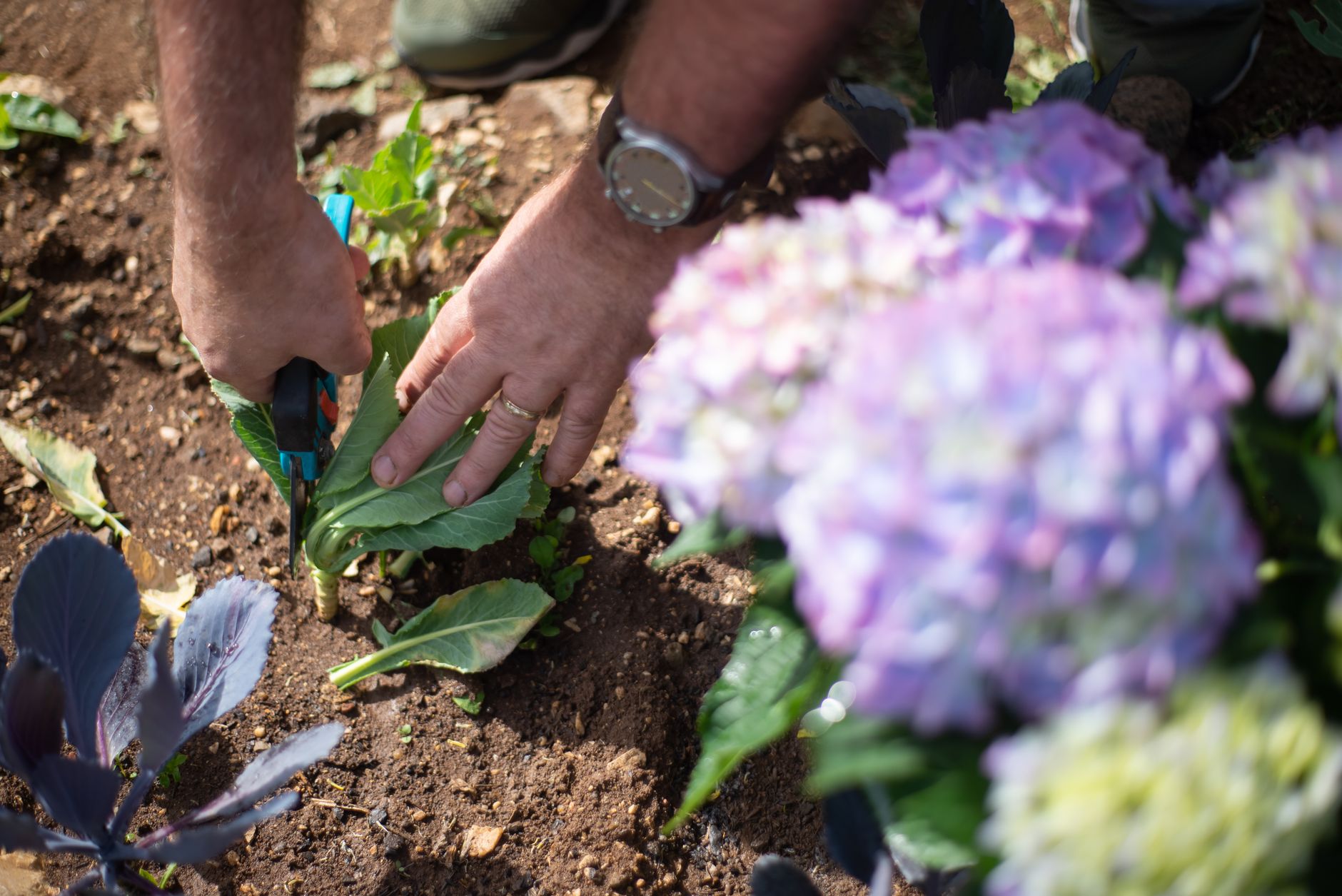 Taille de l’hortensia au fil des saisons : repères concrets pour ne pas rater la floraison — taille d'hortensia jardin printemps