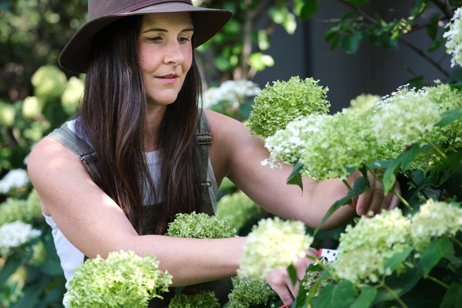 Taille de l&rsquo;hortensia : la bonne période et les bons gestes