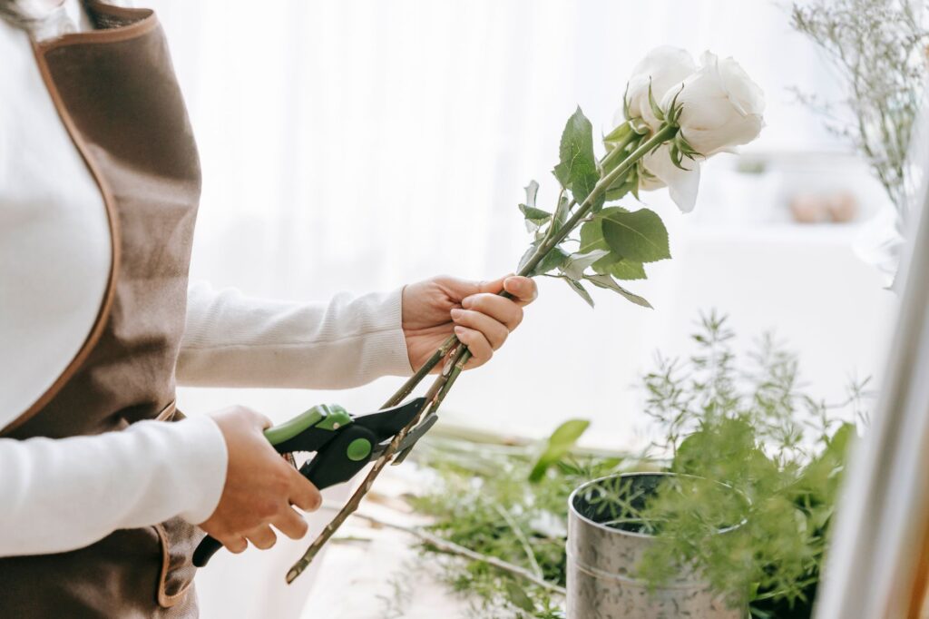Taille des rosiers quand et — outils de taille rosiers jardin