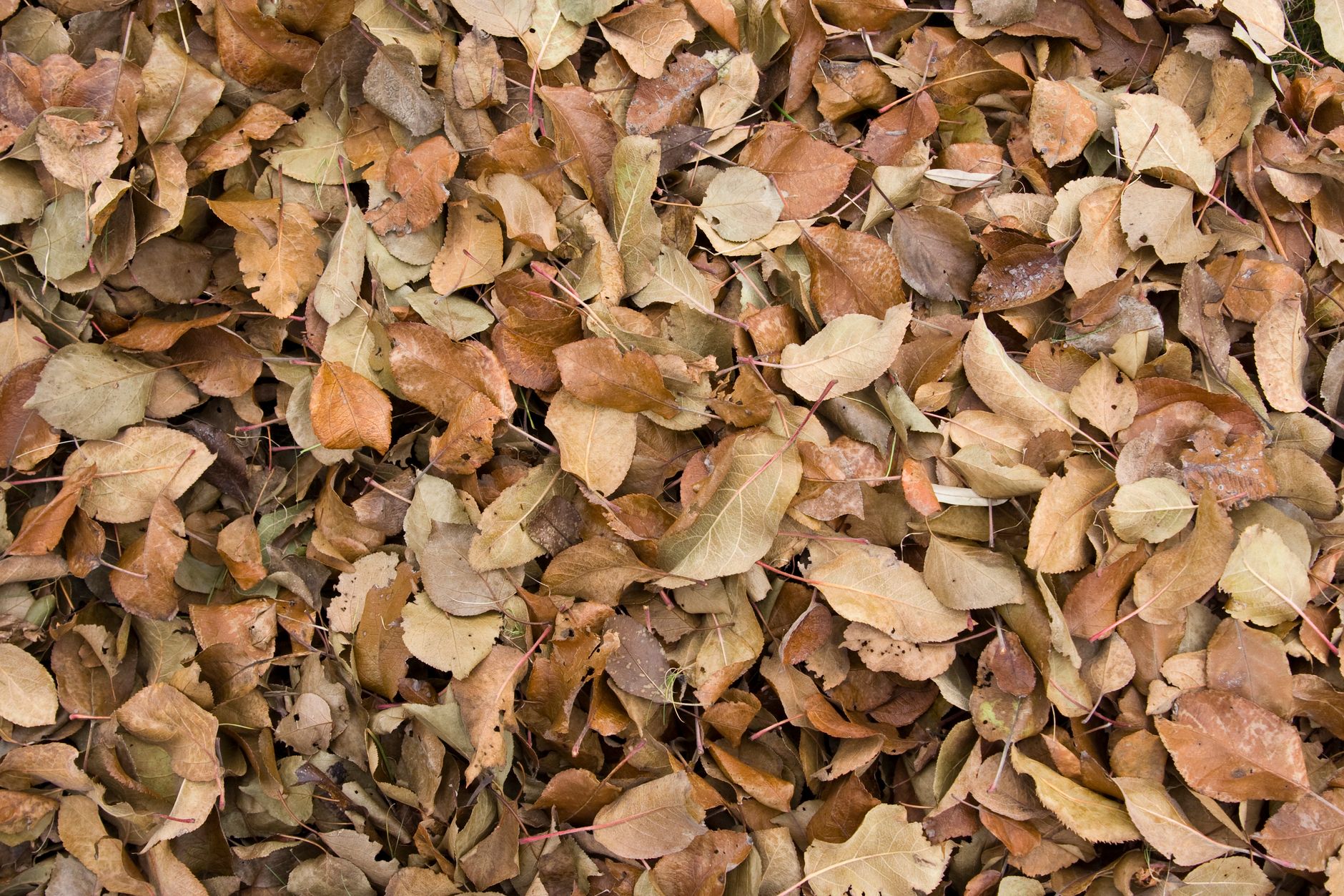 Feuilles mortes et compostage domestique : comprendre ce que l’on a entre les mains — tas de compost de feuilles d'automne