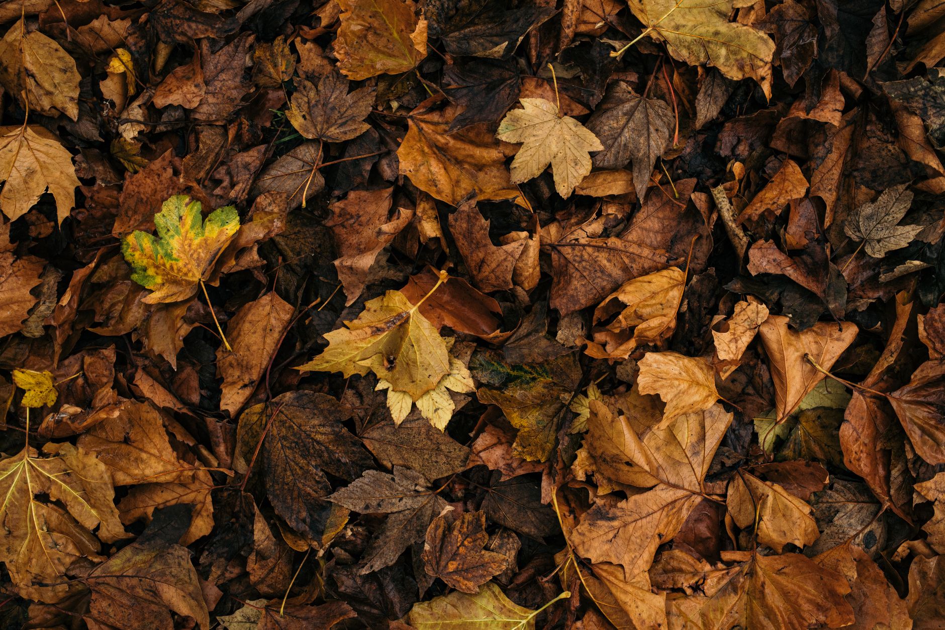 Transformer ses feuilles mortes en — tas de compost de feuilles d'automne