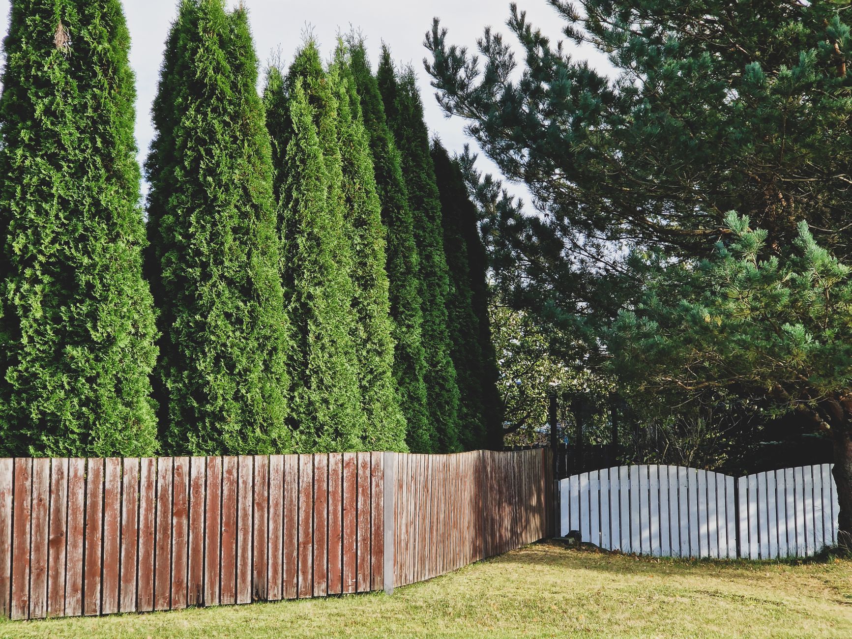 Bruit de route au jardin : comprendre ce que l’on cherche vraiment à atténuer — jardin barrière sonore plantes buissons