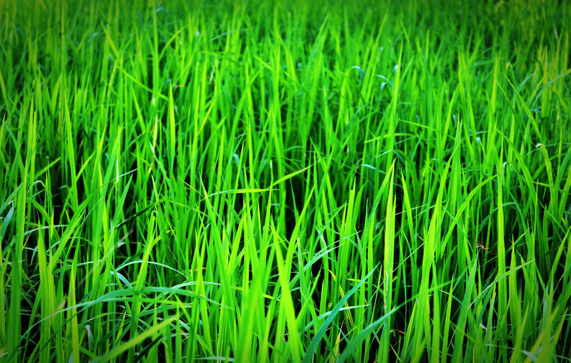 Temps de levée du gazon et rôle de la température, de l’humidité et de la lumière — gazon vert luxuriant en croissance