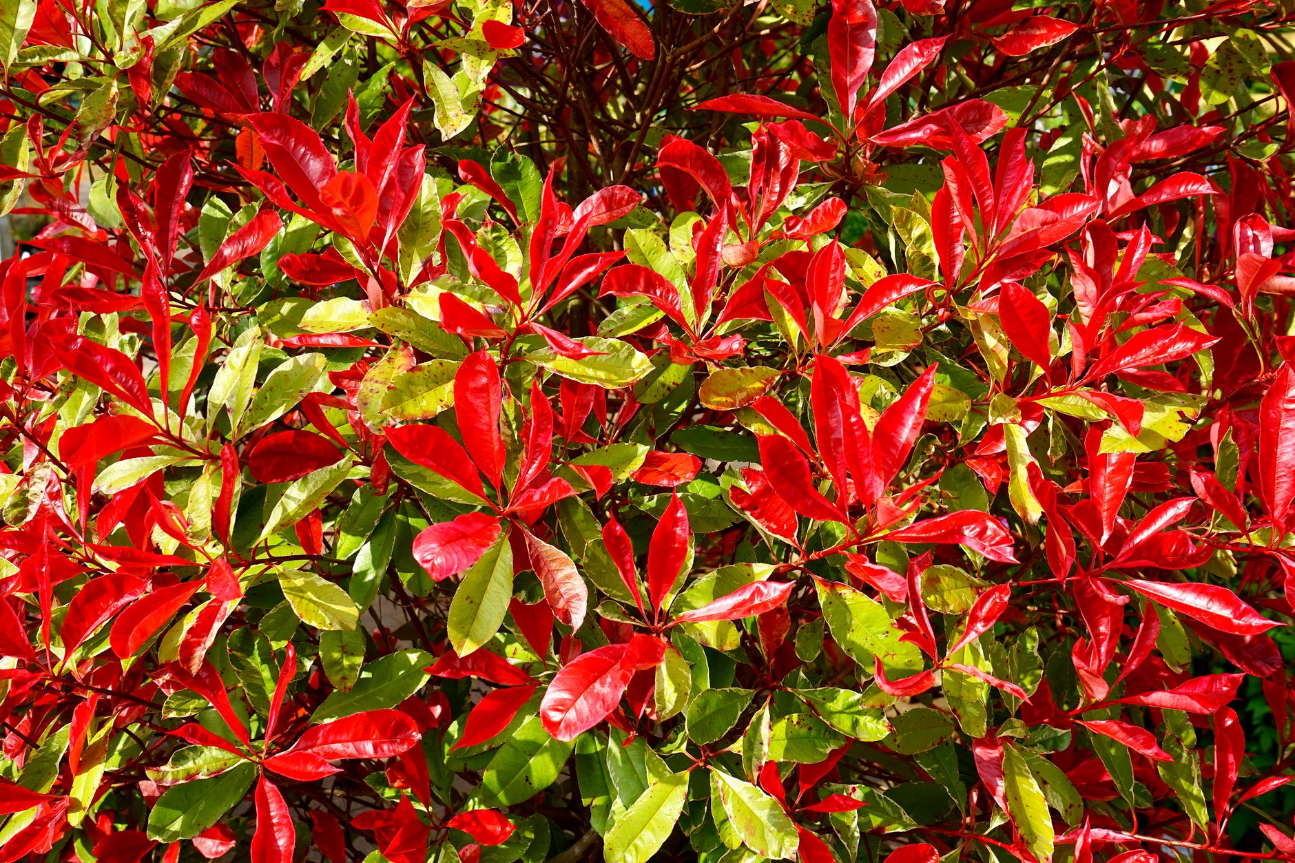 Haie de photinia Red Robin : intérêts, limites et repères de prix réalistes — haie de photinia Red Robin jardin