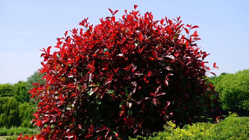 Haie de photinia Red Robin — haie de photinia Red Robin jardin