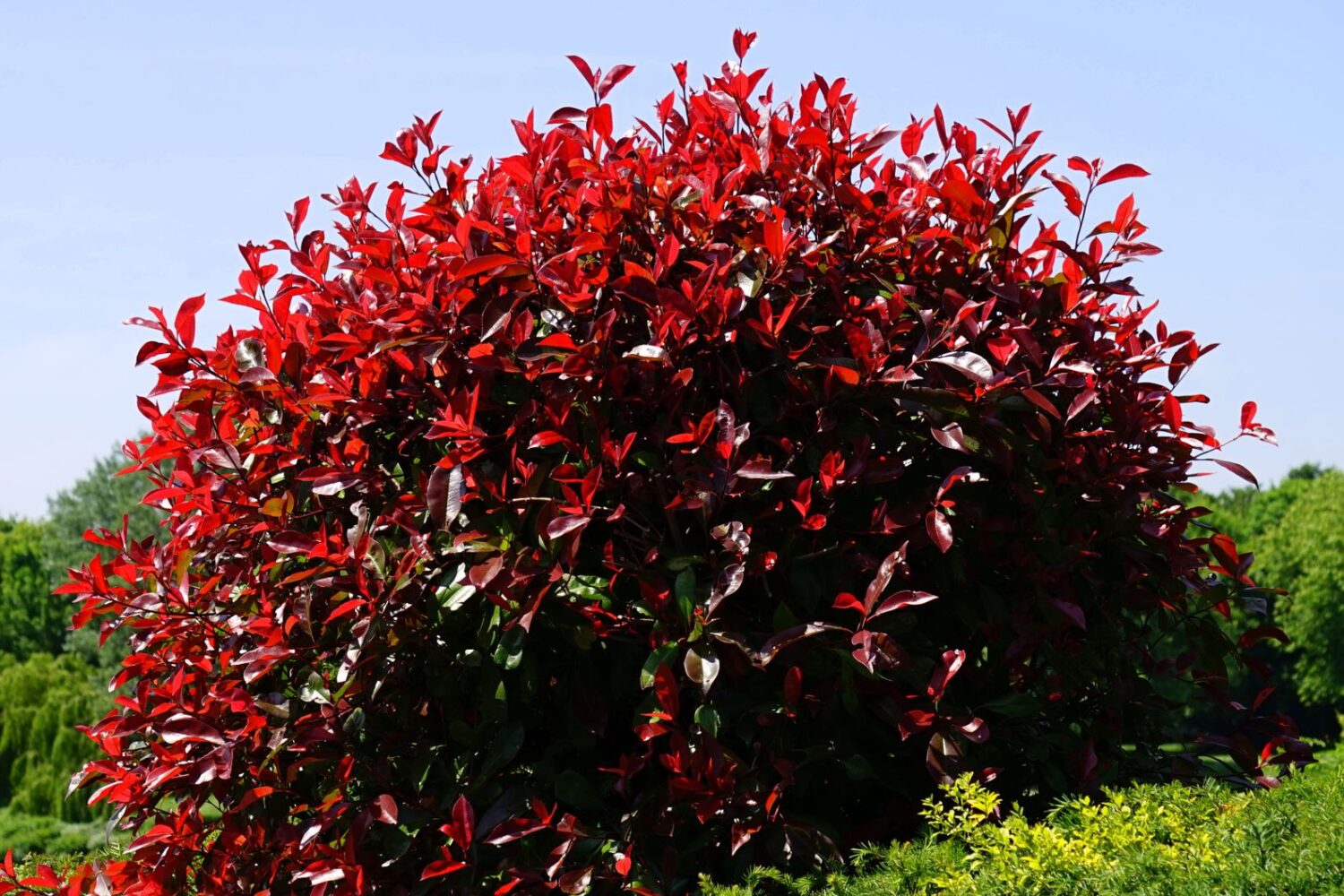 Haie de photinia Red Robin : prix, plantation et entretien
