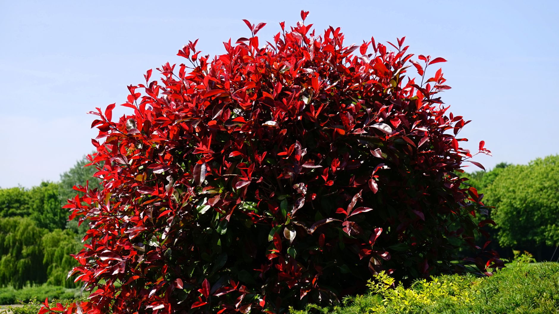 Haie de photinia Red Robin — haie de photinia Red Robin jardin