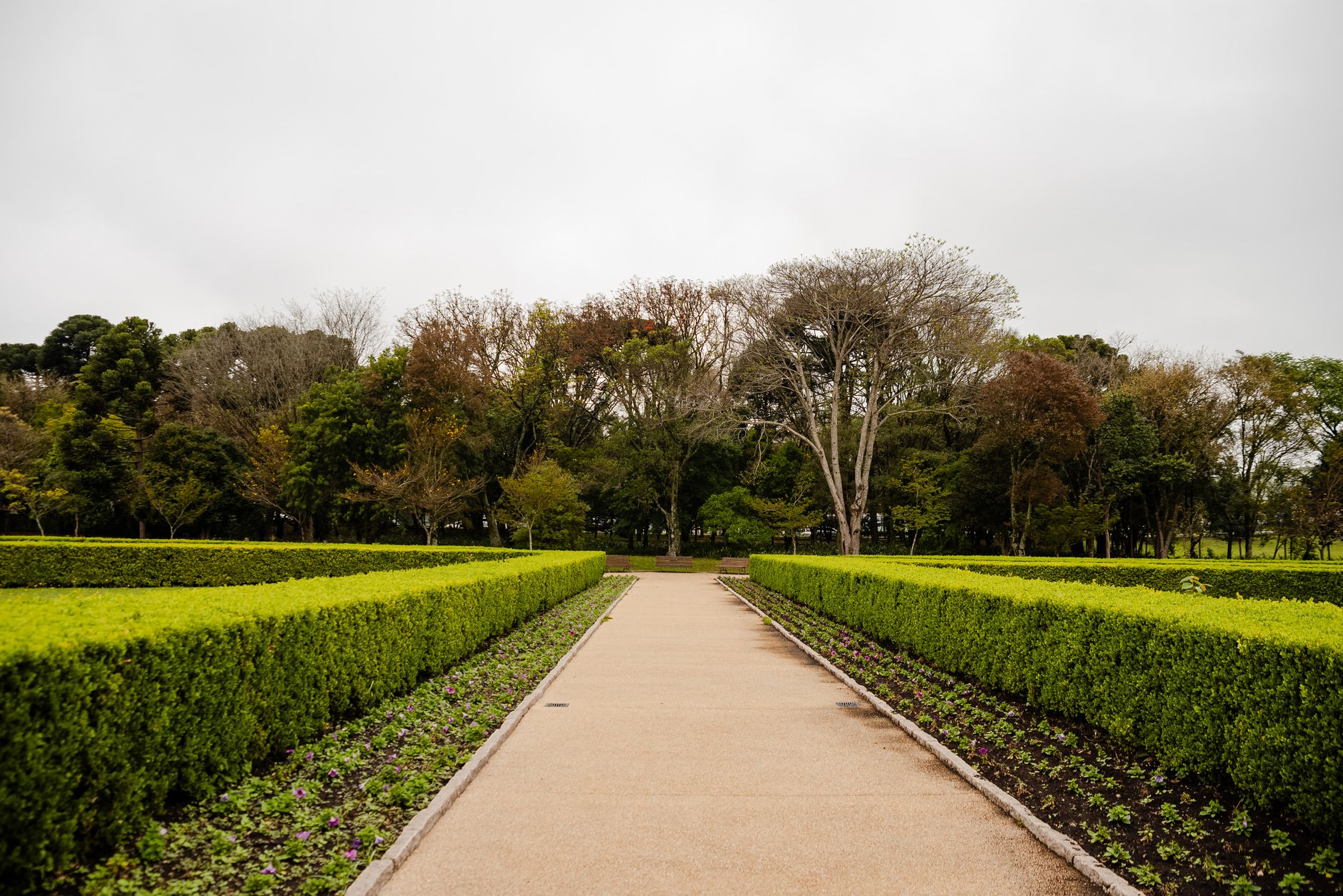 Définition de la haie vive et différence avec les haies classiques — haie verte luxuriante jardin